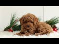Toy Poodle dogs for sale: Jess  - Video 1