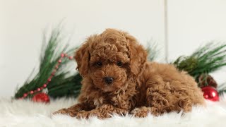 Video preview image #1 Poodle (Toy) Puppy For Sale in CHRISTIANA, PA, USA