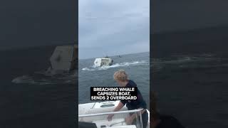 Breaching whale capsizes boat, sends 2 overboard