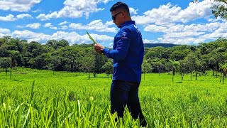 1 ANO após plantio do capim ZURI- OPINIAO E DICAS DE MANEJO.