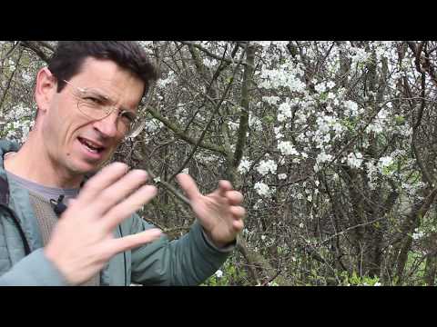 The best native hedge shrubs - Portrait of the butterfly plant Sloe