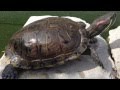 Turtle vs Snail Comedy 