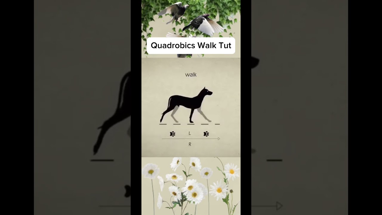 • Quadrobics Walk Tutorial • 🍃🐾 #alterhuman #quadrobics #therian #therianthropy