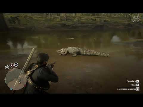 A Perfect Alligator Skin Finding , Alligator Hunting in RED DEAD REDEMPTATION 2