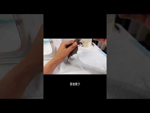 鸚鵡嗉囊炎了，怎么辦，視頻看下去#萌寵 #養鳥經驗分享 #鸚鵡