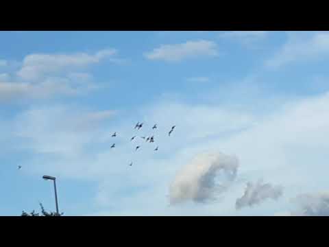 Hitchcock:   "Die Vögel"(2)