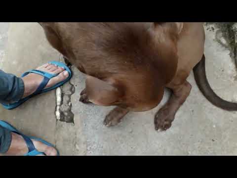 THZIN O VERDADEIRO - PANDORA (INDIO.PROD) VIDEO OFICIAL