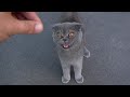 Why Grey Cat Meows