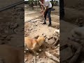 Dogs Chasing After Rats