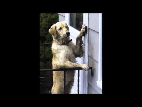 Golden Retrievers - In Celebration of Golden Retrievers