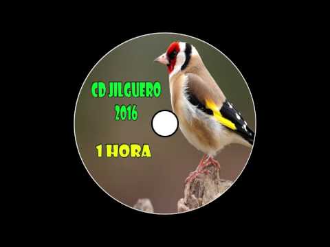 CD Jilguero / Educación Noveles / 2016 / 1 Hora