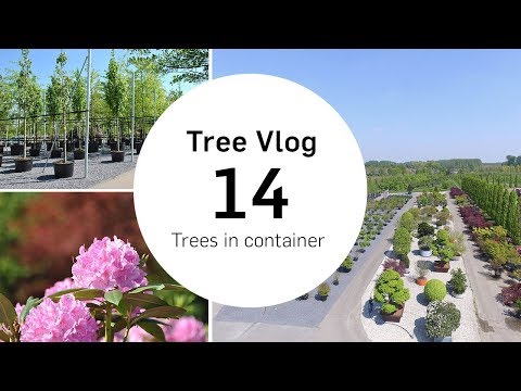 Trees in container  | Tree vlog #14