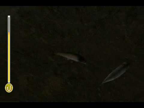 reel fishing the great outdoors psp rom