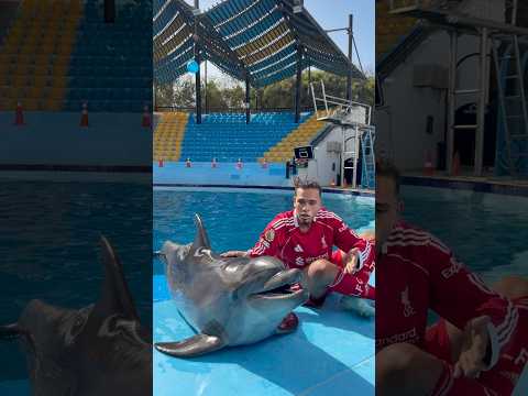 اذكي دولفين في العالم يختار افضل لاعب في العالم ويقلد حركته مع فان دايك هتتصدم مين هو 😳🔥