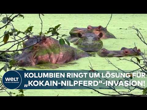 Video Thumbnail: KOLUMBIEN: Escobars Erbe außer Kontrolle! Wachsende Nilpferd-Population sorgt für Konflikte!