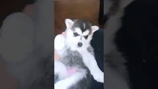 Alaskan Husky Puppies Videos