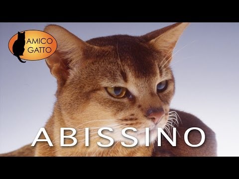 download lagu mp3 mp4 Abissino, download lagu Abissino gratis, unduh video klip Abissino