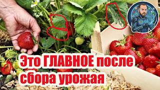 🍓 Летняя чистка клубники: выжигаем все болезни и вредителей! 🔥 Генеральная