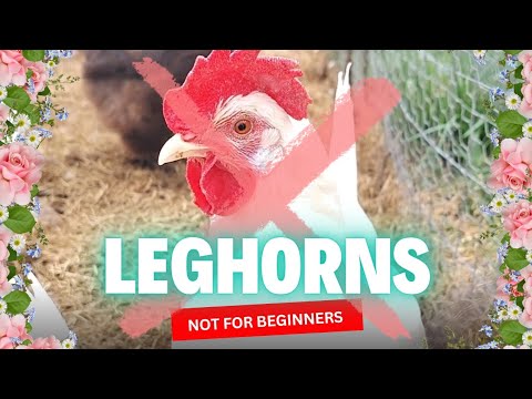 Leghorns — 5 dovodov preco nie pre zaciatocnikov