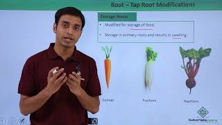 Root - Tap Root Modifications