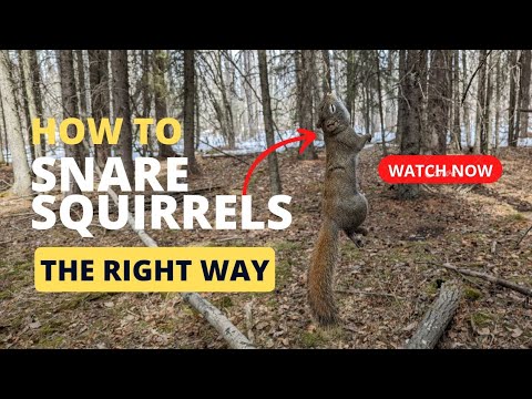 How to Snare Squirrels