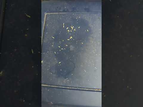 Nestle Purina Petcare Company - Moldy, Infested Dog Food from Purina Dog Chow Causing...