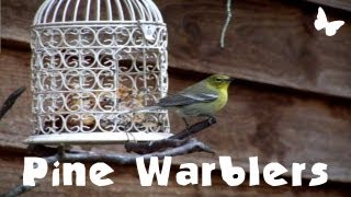 preview picture of video 'Pine Warblers At Suet Feeder (FeederWatch)'