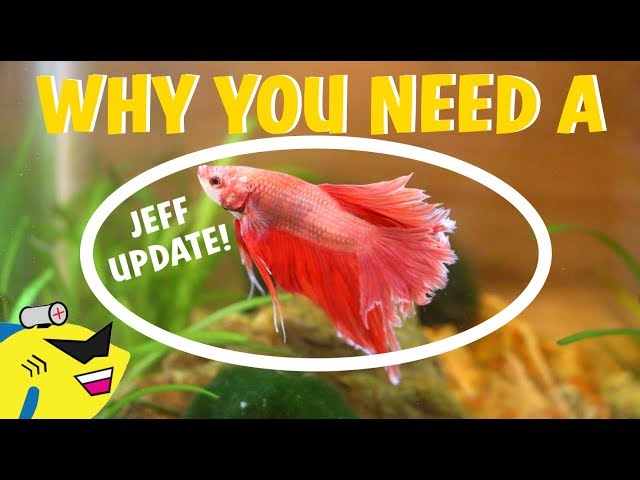 Why You NEED A Betta Fish NOW!