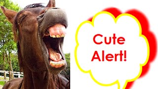 Cute Baby Horses (Foals), Adorable Colts and Fillies Running and Playing, We Love Animals!