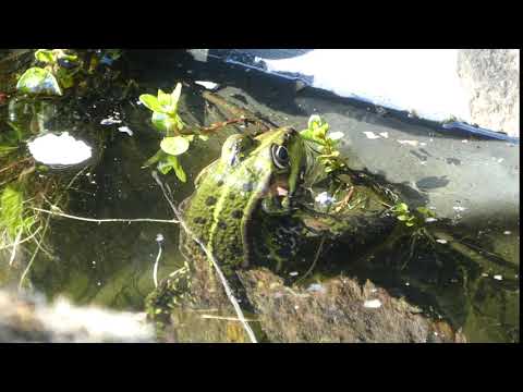 ☠️ DANGER! DO NOT TICKLE A 🐸 FROG!