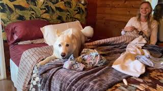 Husky Hide and Seek: Can You Find Slush?