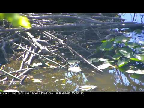Green Heron Hanging Around Stick Pile