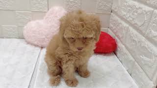 トイプードルの動画01