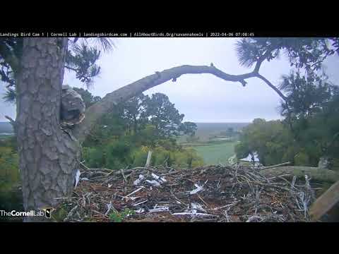 Savannah GHO Nest - Branch new day