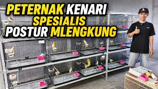Download lagu PETERNAK KENARI‼️Spesialis POSTUR MLENGKUNG turunan SCOTCHFANCY.... mp3