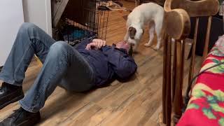 Video preview image #1 Mutt Puppy For Sale in Sebec, ME, USA