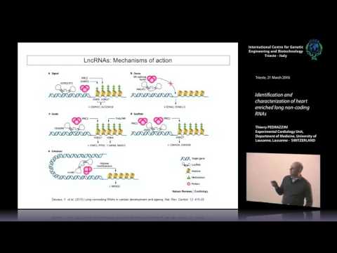 T. Pedrazzini -  Identification and characterization of heart enriched long non-coding RNAs