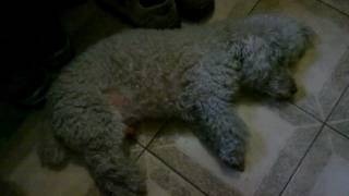 preview picture of video 'Mi perro soñando...'