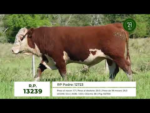 RP 13239 TORO HEREFORD