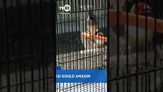 Download lagu Budidaya Peksi Gould Amadin #tvriyogyakarta mp3