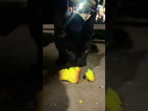 #blackcat #catlover #catshorts #cats #catvideos #catvideo #catshort #shorts #short #shortfeed #viral