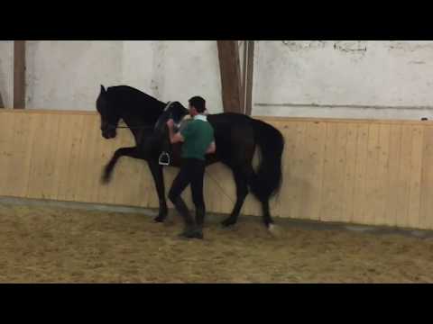Beritt und Ausbildung in Langenzell