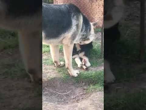 Восточноевропейские овчарки *Erik & Niagara* просто игра. Мои овчарки. Купить щенка. #ВЕО ВЕО