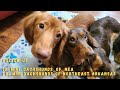 Slow Motion Puppy Fight