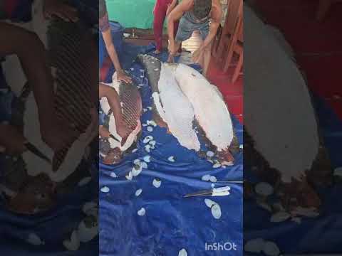 Pesca de Pirarucu Costa do Barroso, Manaquiri/ Manaus/ Amazonas/ Brasil.