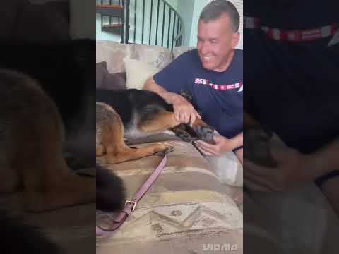 2022 dogs and cat lover