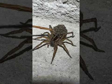 1 Mil Saw 127 Spiders Enter Your Home