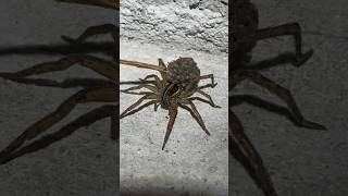 1 Million Watched This Creepy Reality: How 127 Spiders Enter Your Home