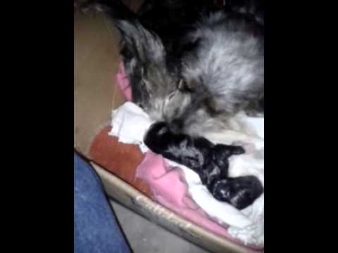 Nacimiento de perrito