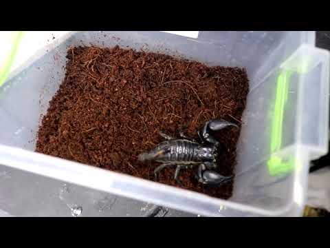 WHAT WILL BE IF THE BIG SPIDER SEES THE SCORPION - JUMPED ON THE SCORPION!